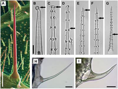 Distribution of Biominerals and Mineral-Organic Composites in Plant Trichomes